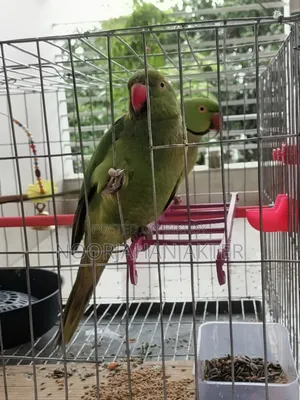 Redneck Parrot Tia Pakhi
