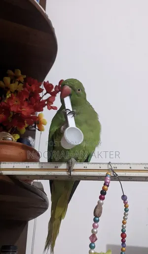 Redneck Parrot Tia Pakhi