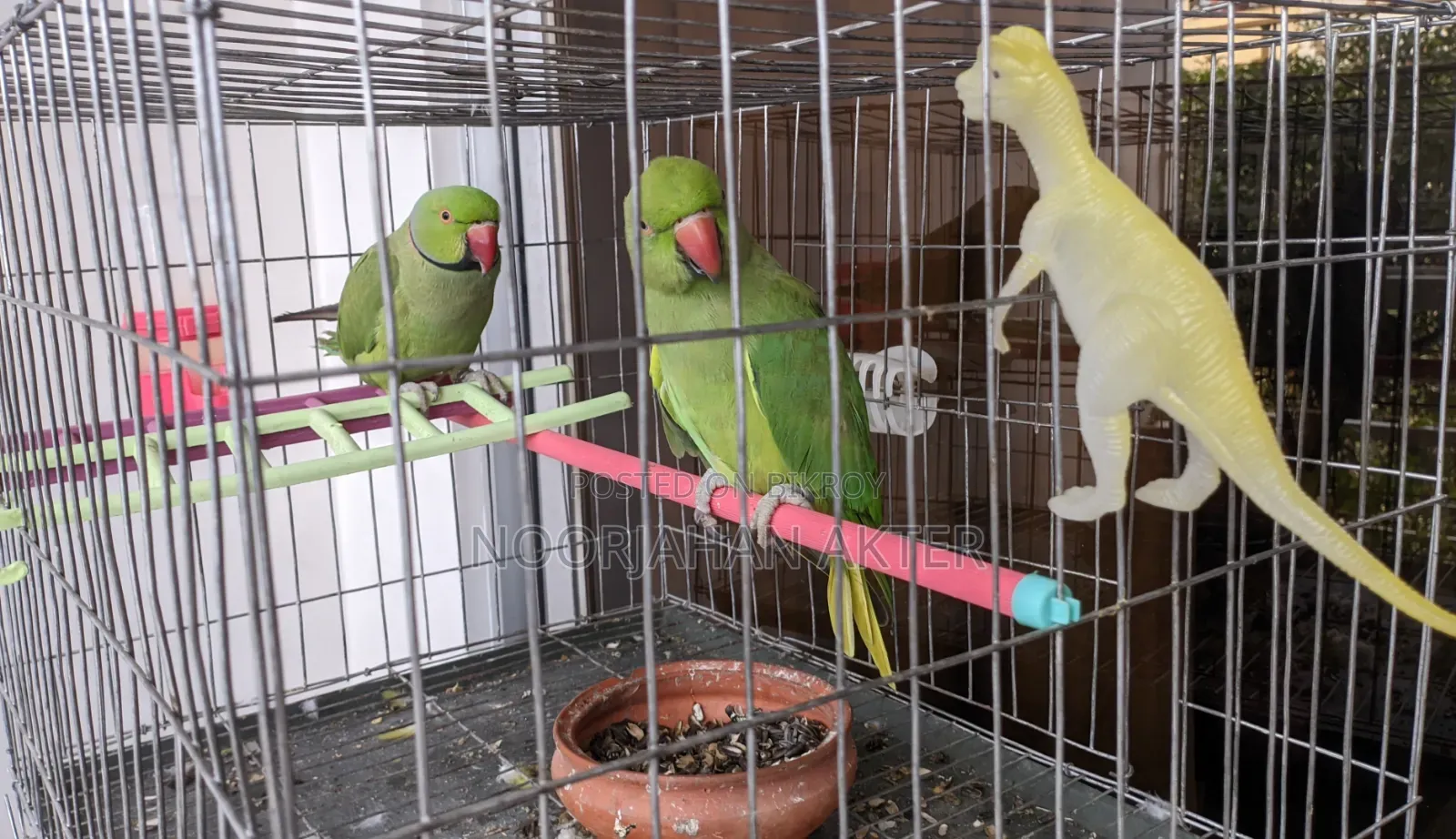 Redneck Parrot Tia Pakhi