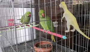 Redneck Parrot Tia Pakhi