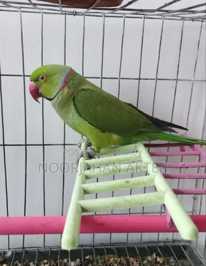 Redneck Parrot Tia Pakhi
