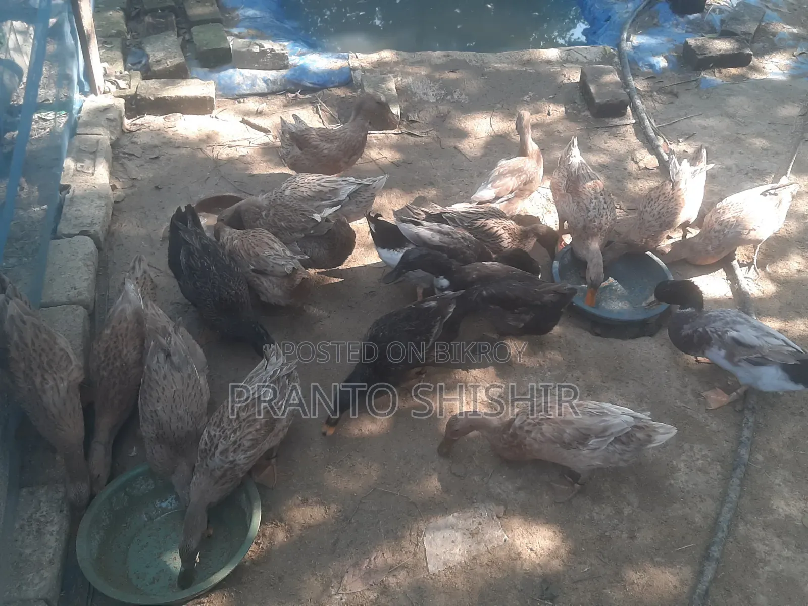Native Ducks for Sale