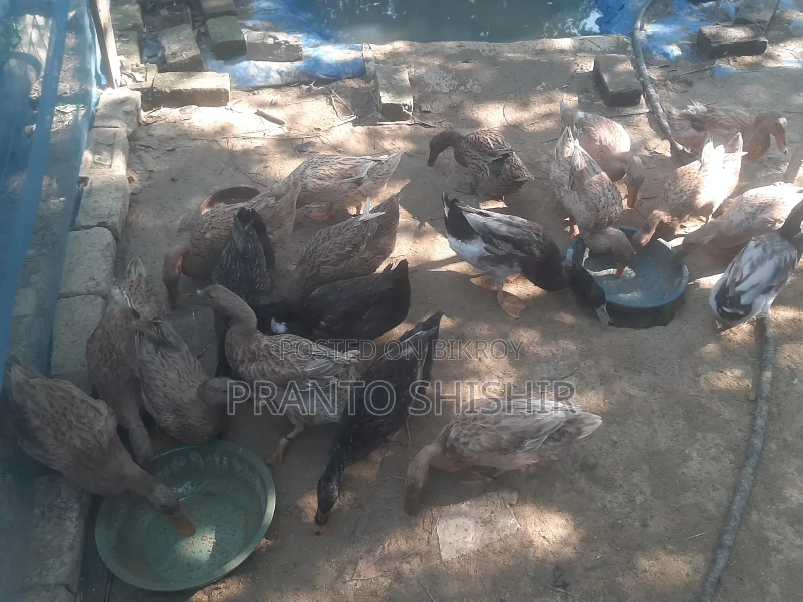 Native Ducks for Sale