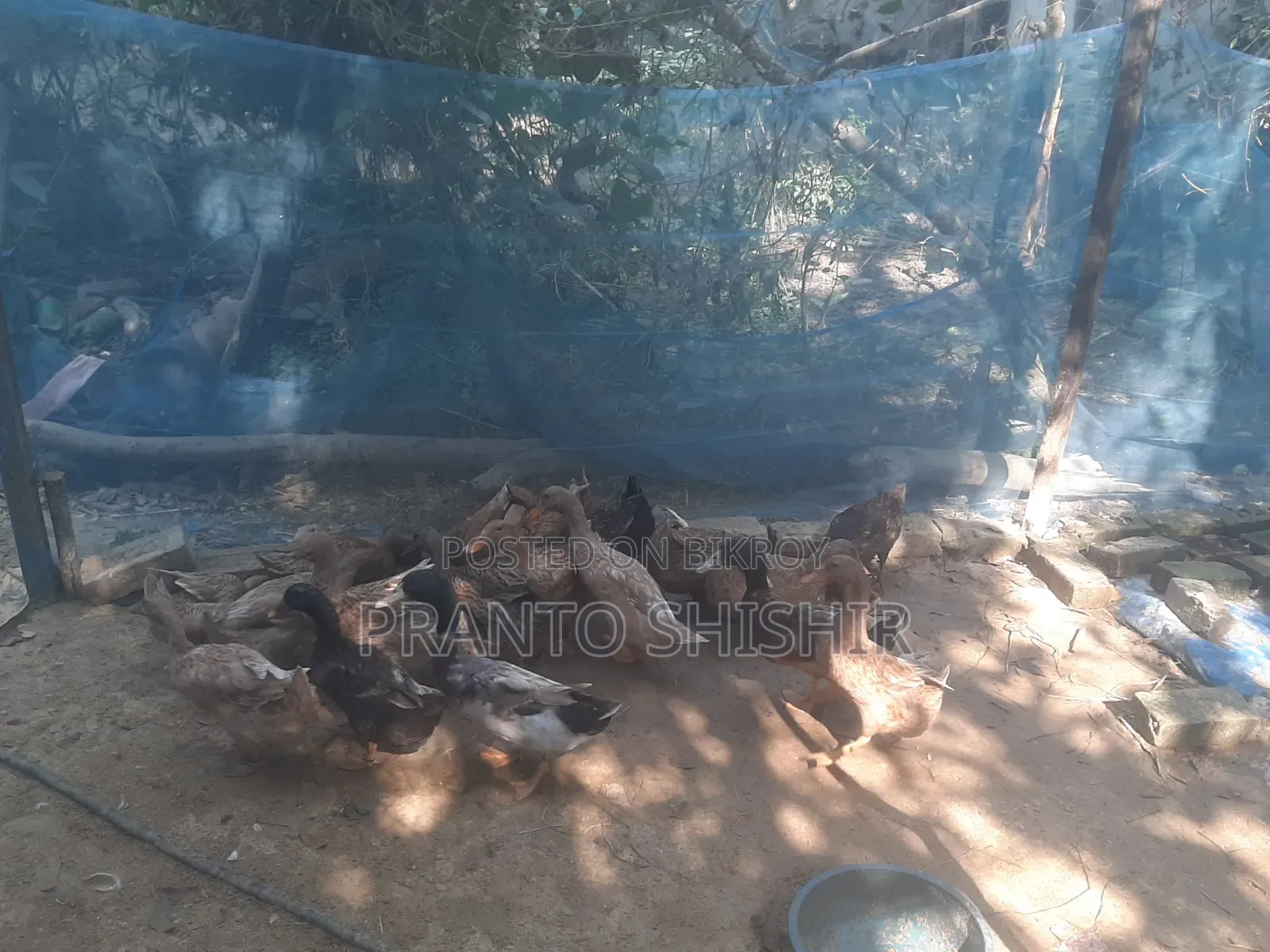 Native Ducks for Sale