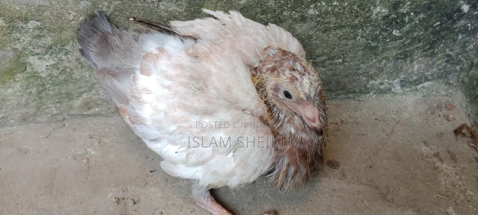 কবুতরের বাচ্চা