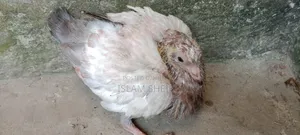 কবুতরের বাচ্চা