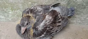 কবুতরের বাচ্চা