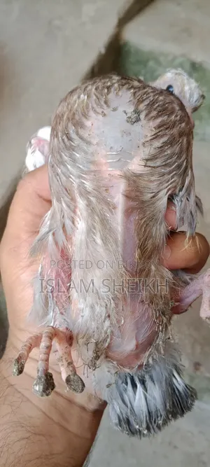 কবুতরের বাচ্চা
