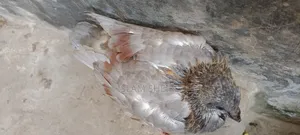 কবুতরের বাচ্চা