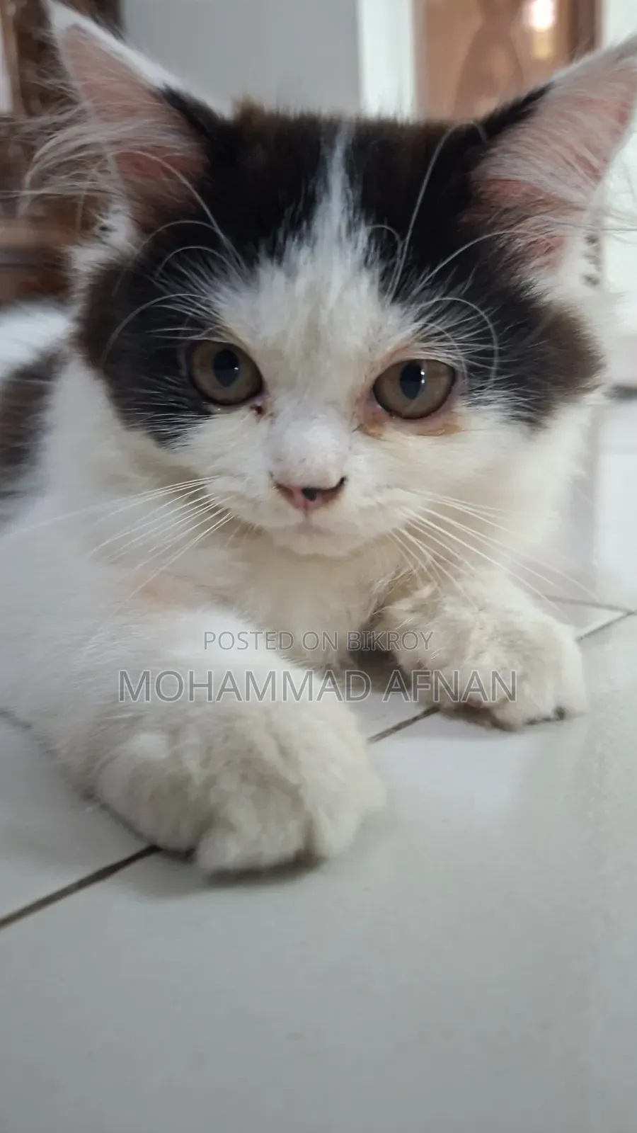 3-6 Months Female Purebred Persian