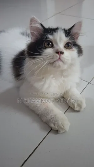 3-6 Months Female Purebred Persian