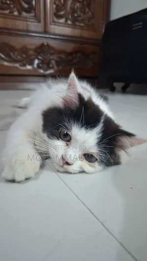 3-6 Months Female Purebred Persian
