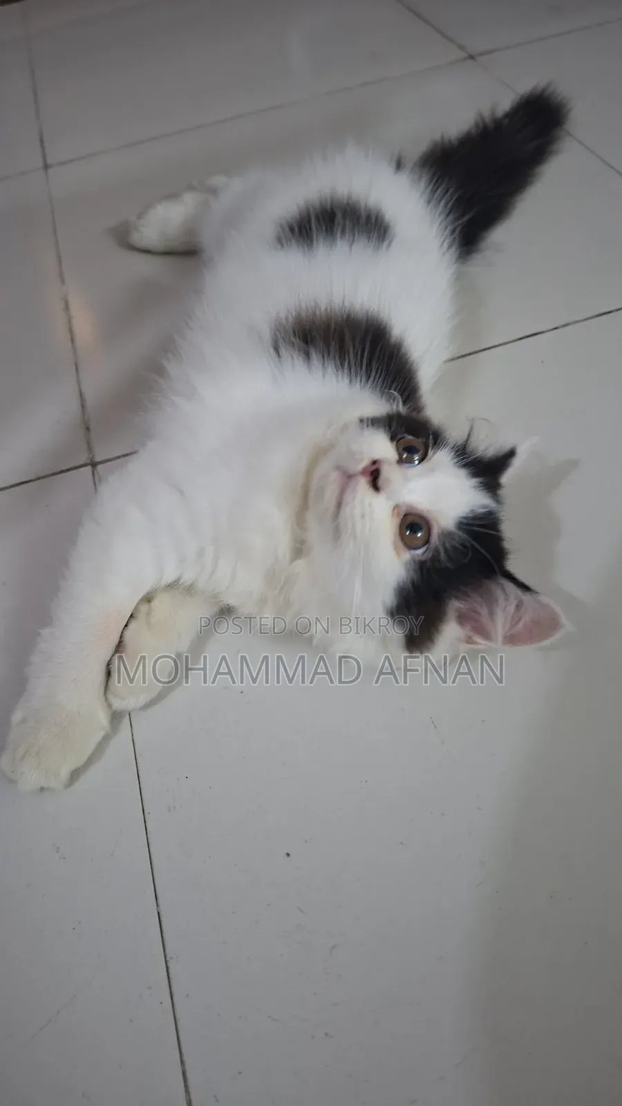 3-6 Months Female Purebred Persian