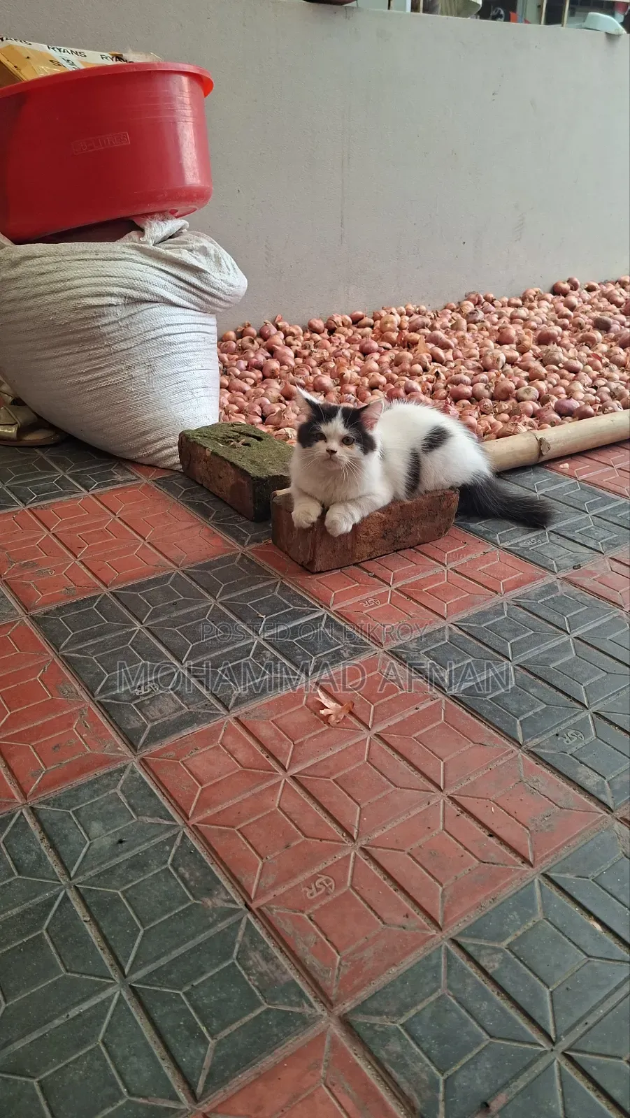 3-6 Months Female Purebred Persian