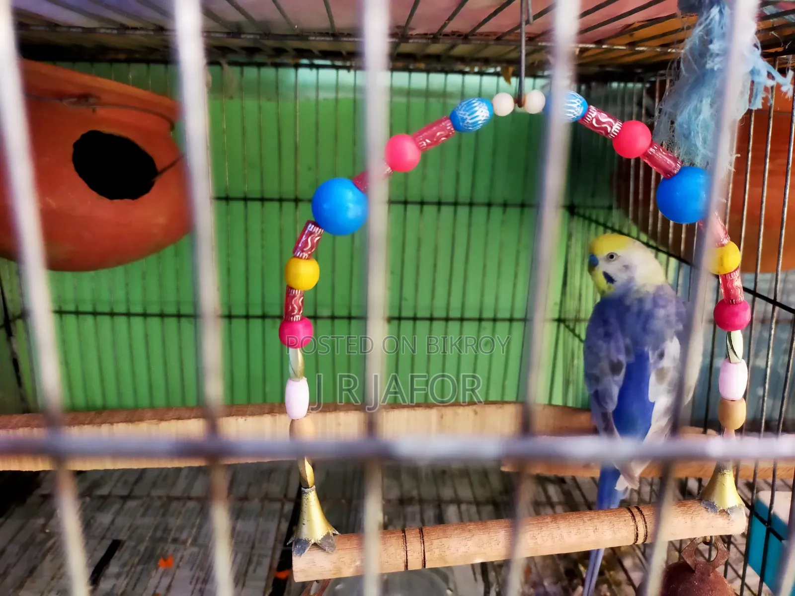 One pair of running Rainbow budgies with 5 chicks