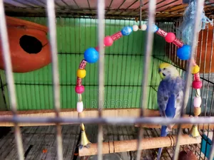 One pair of running Rainbow budgies with 5 chicks