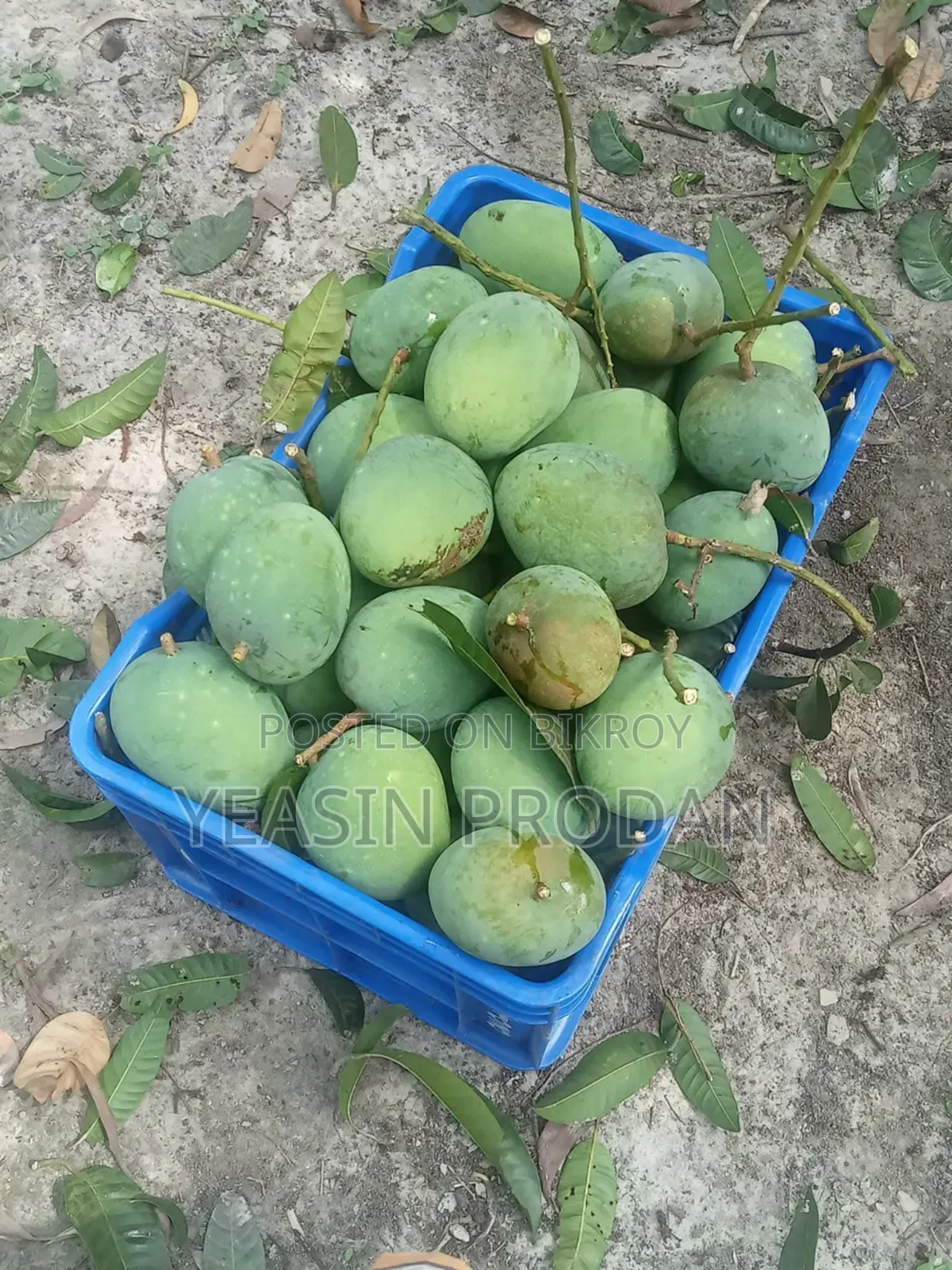 Booking for delicious Gobindobhog and Gopalbhog mangoes is ongoing!