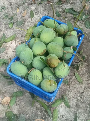 চলছে সুস্বাদু গোবিন্দভোগ আম ও গোপালভোগ আম এর বুকিং!