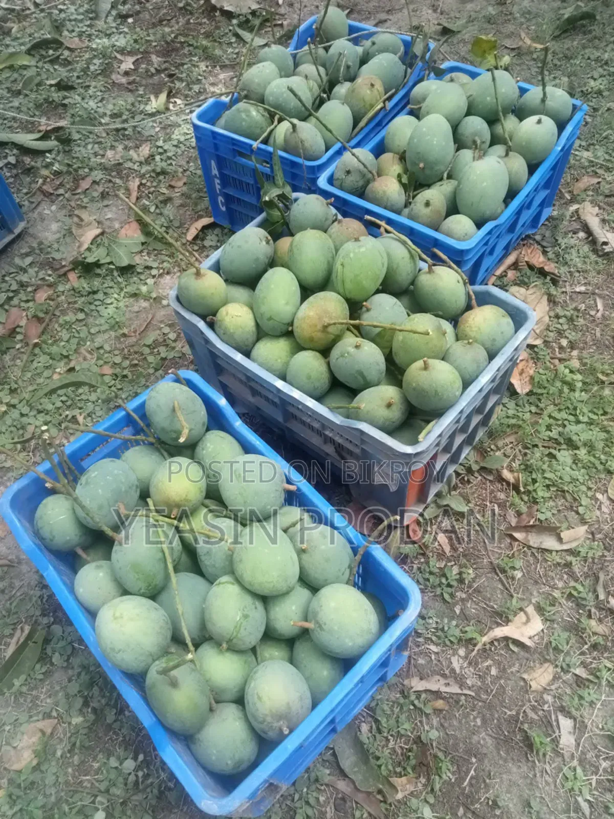 Booking for delicious Gobindobhog and Gopalbhog mangoes is ongoing!