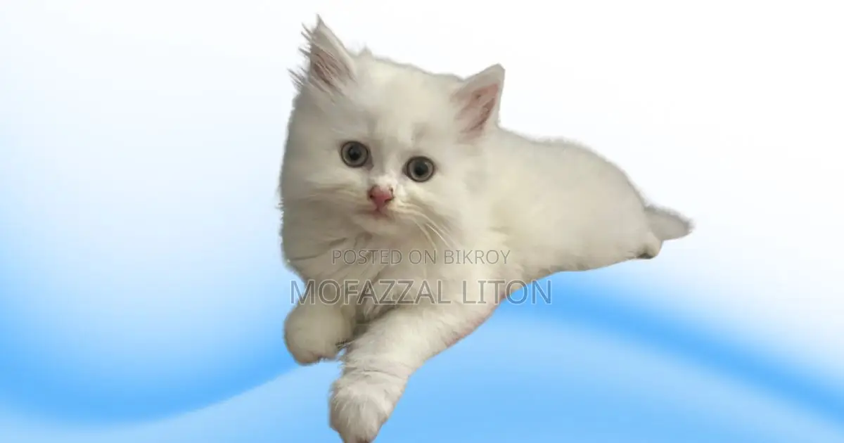 1-3 Months Male Mixed Breed Persian