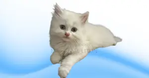 1-3 Months Male Mixed Breed Persian