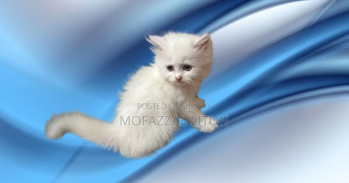 1-3 Months Male Mixed Breed Persian