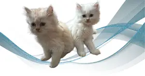 1-3 Months Male Mixed Breed Persian