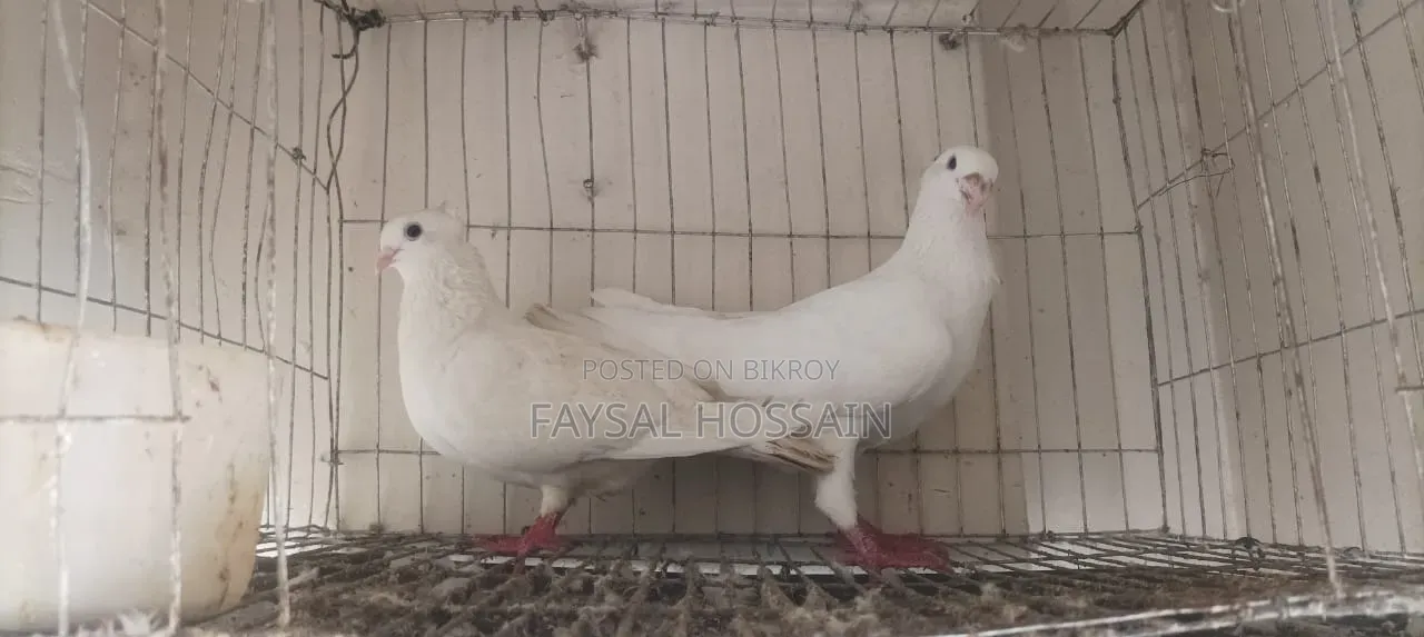 Ranijora Beauty Hoom Nor Kagji Old Breed Female.
