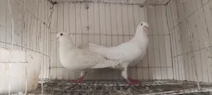 Ranijora Beauty Hoom Nor Kagji Old Breed Female.