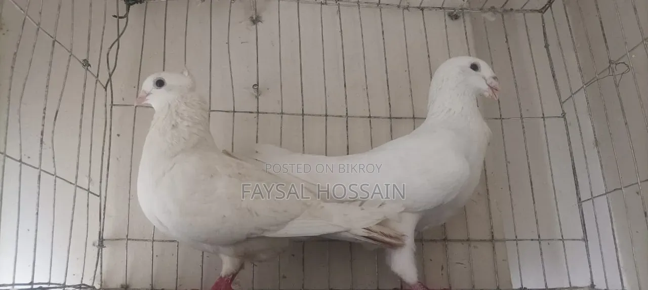 Ranijora Beauty Hoom Nor Kagji Old Breed Female.