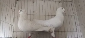 Ranijora Beauty Hoom Nor Kagji Old Breed Female.
