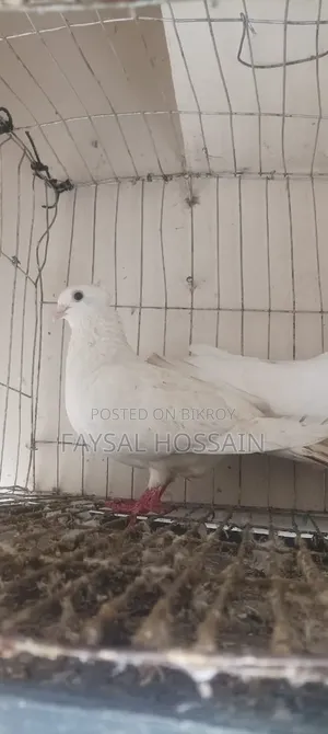 Ranijora Beauty Hoom Nor Kagji Old Breed Female.