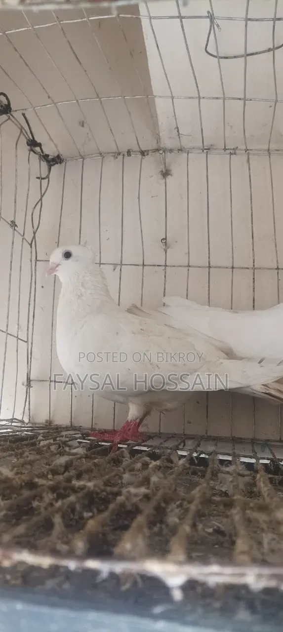 Ranijora Beauty Hoom Nor Kagji Old Breed Female.