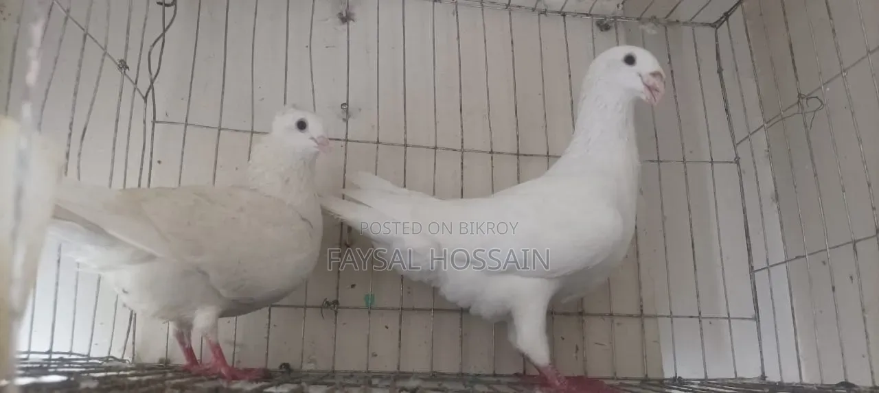 Ranijora Beauty Hoom Nor Kagji Old Breed Female.