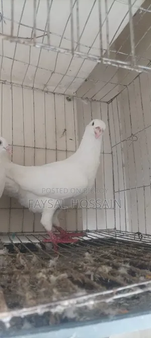 Ranijora Beauty Hoom Nor Kagji Old Breed Female.