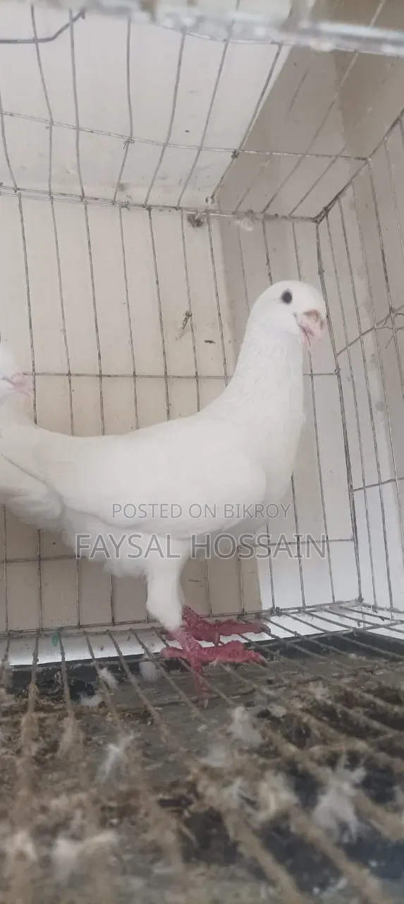 Ranijora Beauty Hoom Nor Kagji Old Breed Female.