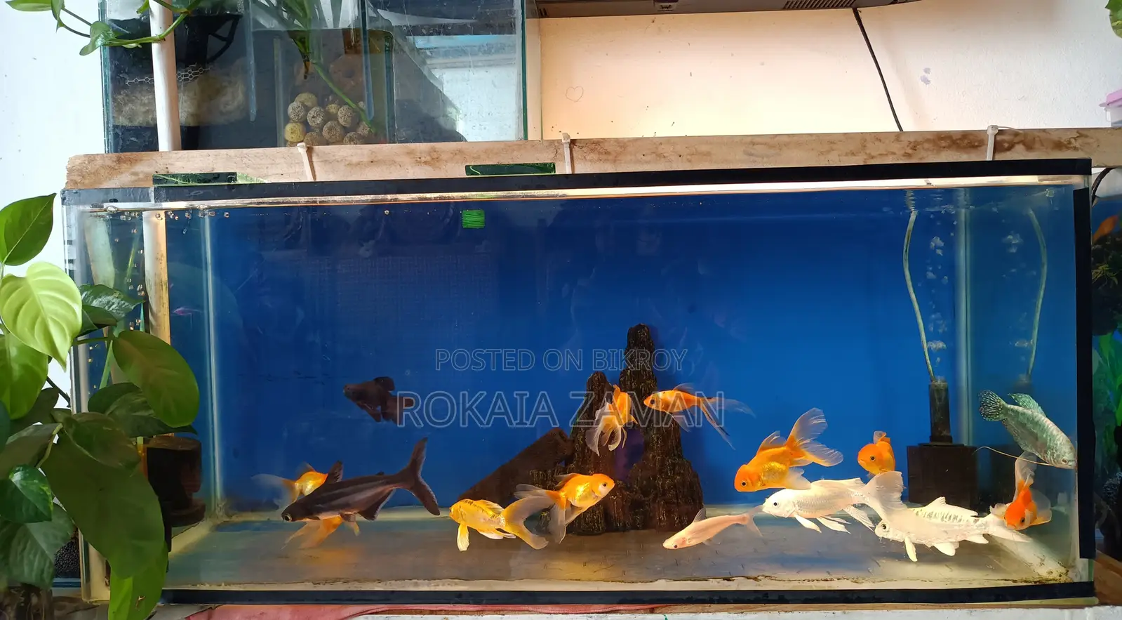 Orenda Goldfish and Koi Carp for Sale