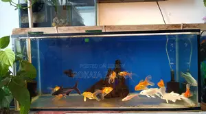 অরেন্ডা গোল্ড ফিস কই কার্প বিক্রি