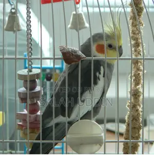Cockatiels Bird Sell