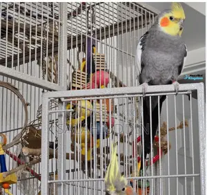 Cockatiels Bird Sell