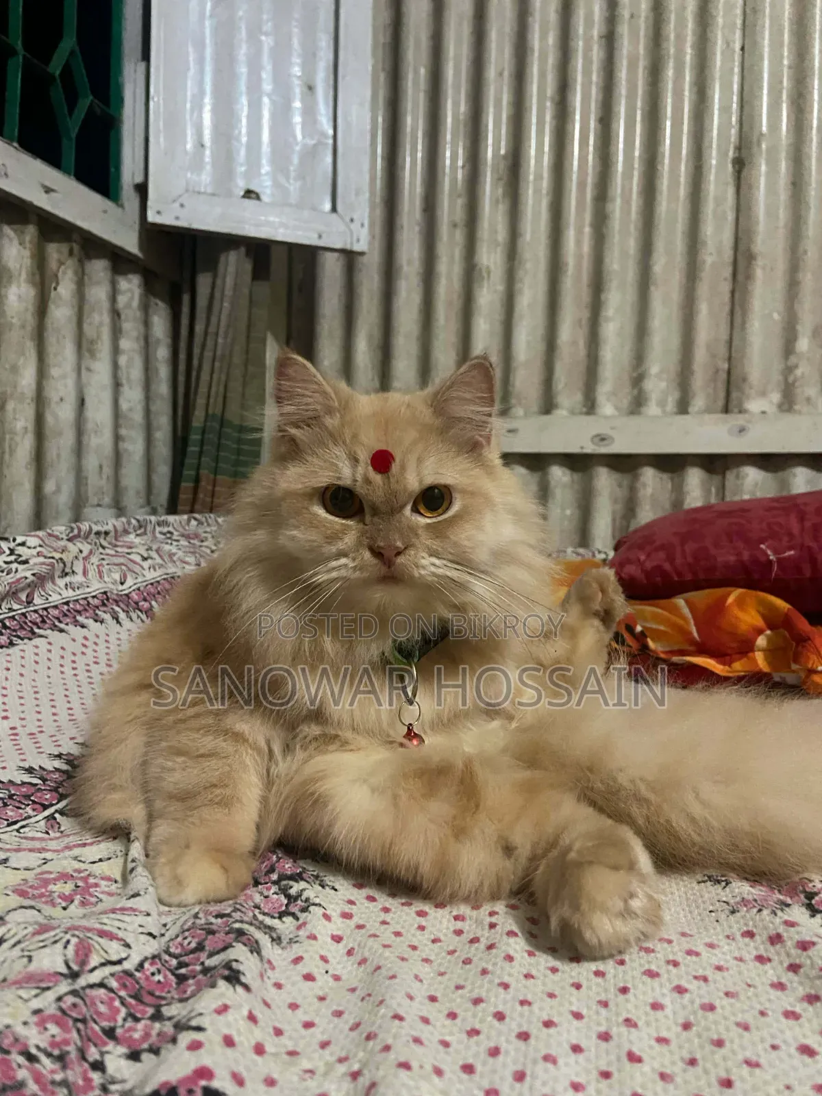6-12 Months Female Purebred Persian