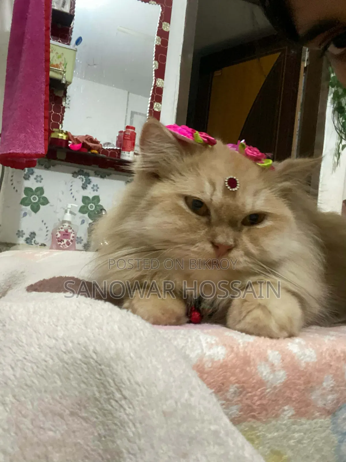 6-12 Months Female Purebred Persian