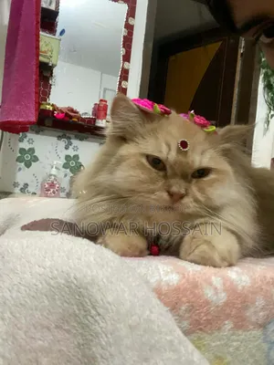 6-12 Months Female Purebred Persian