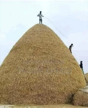 ১০ বিঘা ধানের খড়ের পালা বিক্রি করা হবে