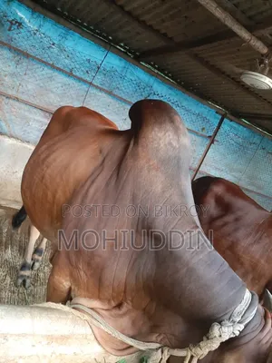 শাহি ওয়াল গুরু