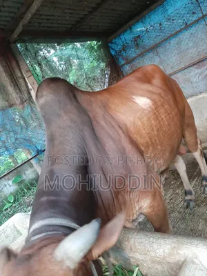 শাহি ওয়াল গুরু