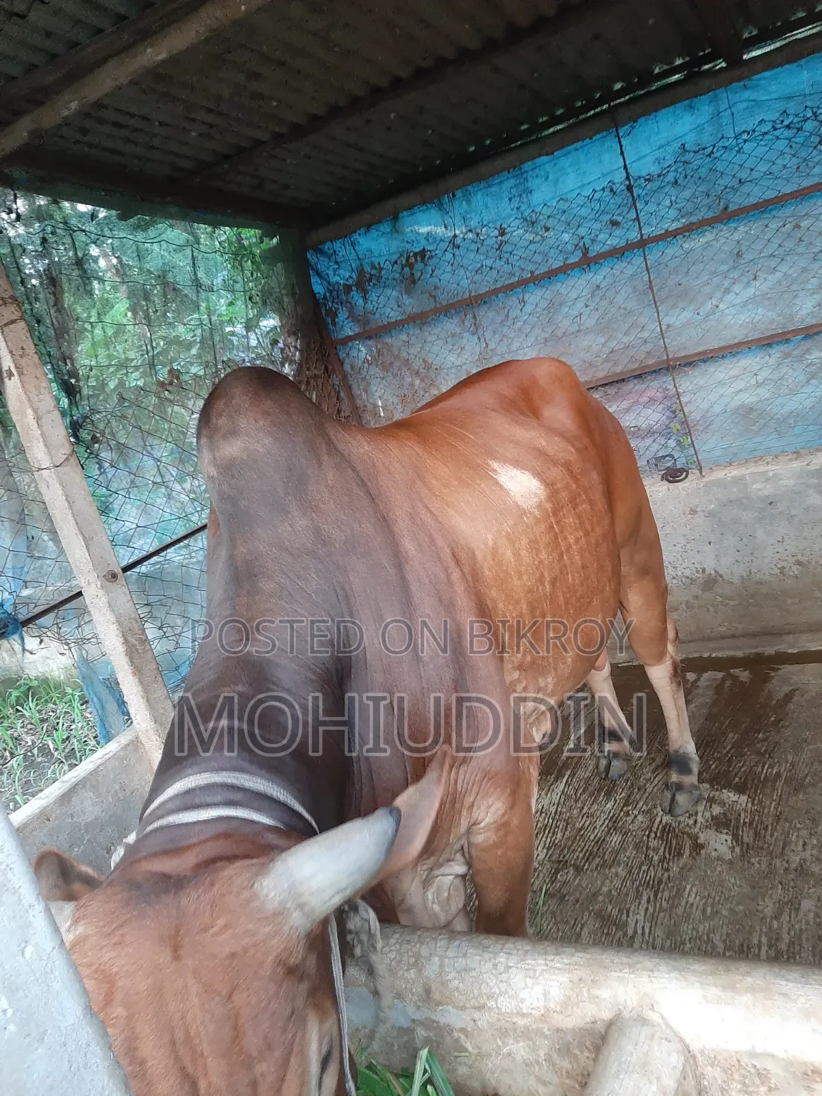 শাহি ওয়াল গুরু