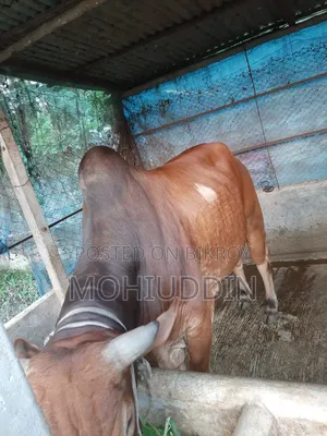 শাহি ওয়াল গুরু