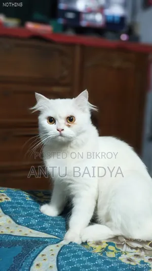 ১+ বছরের ফিমেল পিওরব্রেড পার্সিয়ান বিড়াল