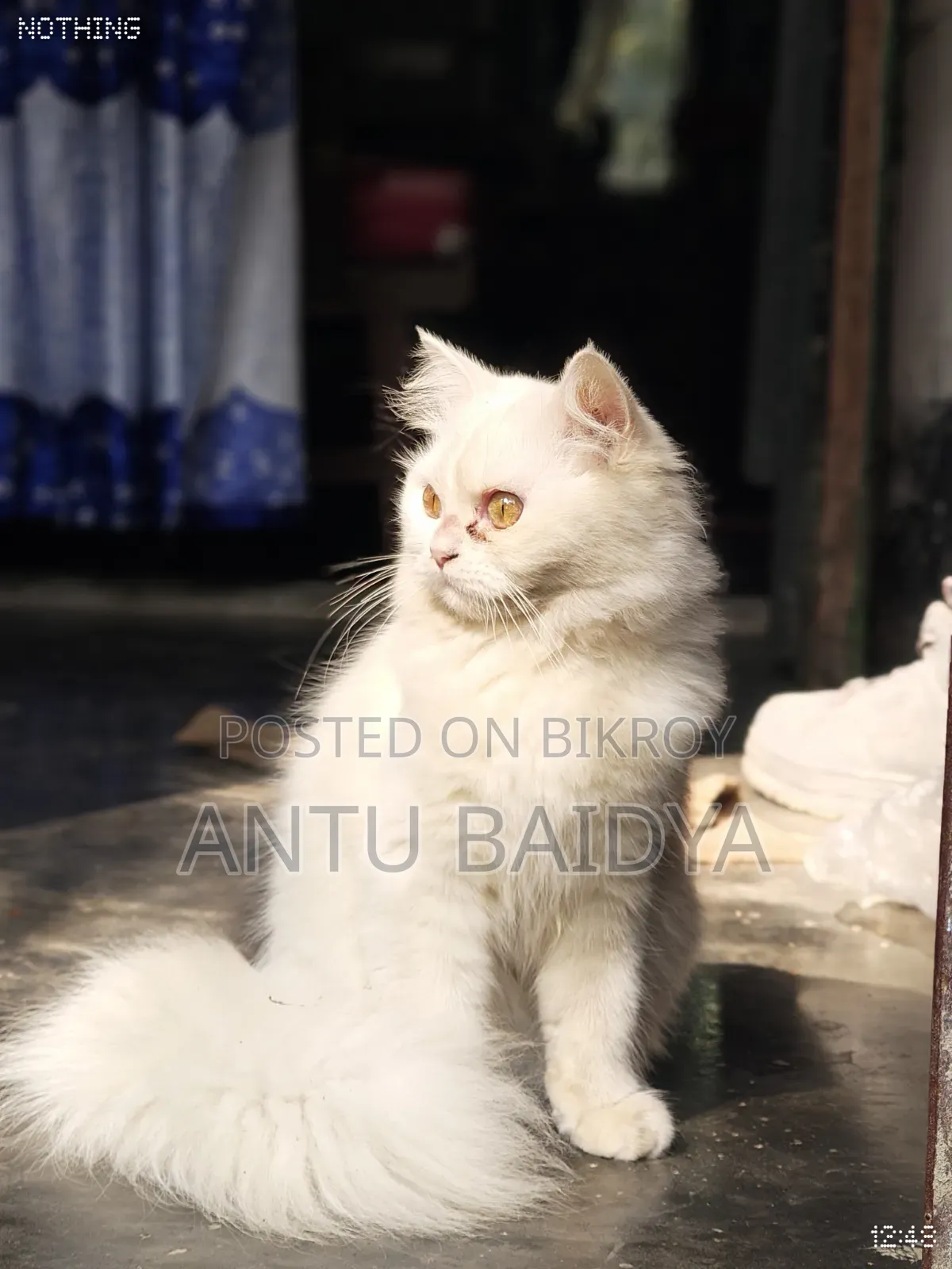 1+ Year Female Purebred Persian Cat